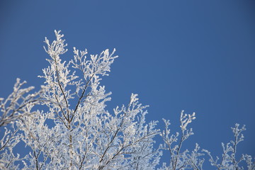 Soft rime