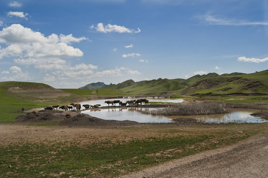 W drodze do Dawid Garedża (konie)