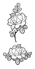 Hand drawn peony rose flowers elements for decorate. Black ink on white background. Can be used for decorate postcards, tattoo, engraving, etching, decorate t-shorts, tunics, bags.