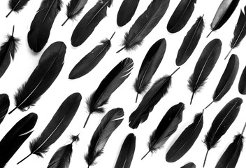 Raven feathers on white background - obrazy, fototapety, plakaty