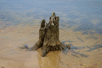 Broken Tree in  Shallow Water