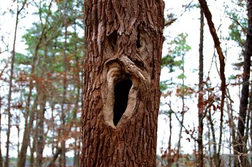 Tree with a face