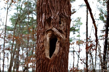 Tree with a face