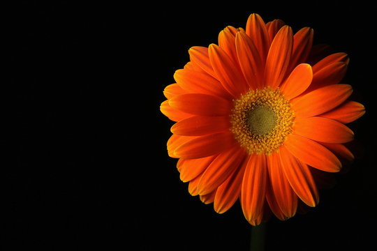 Fototapeta orange daisy flower on black  2
