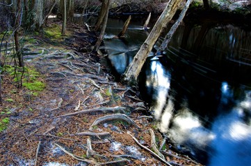 Trees on the Bank of Cedar Creek in New Jersey