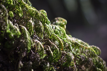 Close up of dried moss growing on an oak tree in a forest