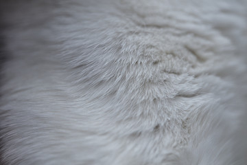 Soft cat fur close up macro