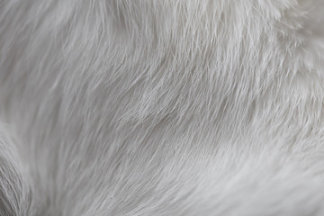 Cat fur close up macro