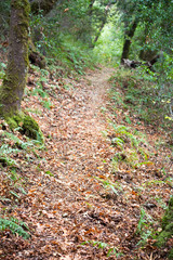 Shaded path winds through a leafy forest in autumn