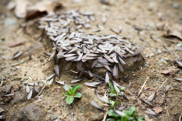 Swarm of ants with wings crawl around the opening to their underground hive in a forest