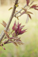Fototapeta Piękne wiosenne drzewo z kolorowymi liśćmi obraz