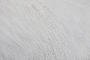 Obraz premium Cat fur white macro