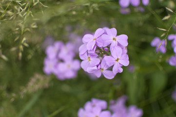 Fototapeta Piękne wiosenne kwitnące kwiaty - fioletowe liliowe obraz