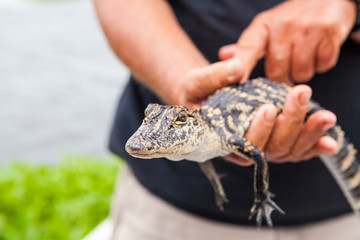 Baby alligator held by big hands in New Orleans bayou swamp