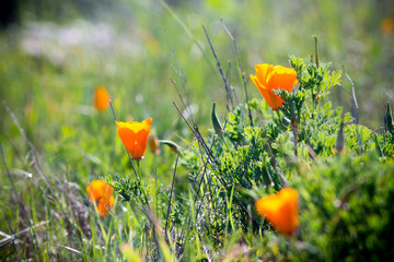 California poppies grow on a grassy hillside in spring