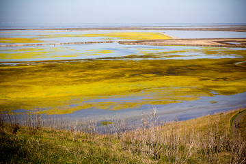 Wetland in California with dry grasses and colorful algae