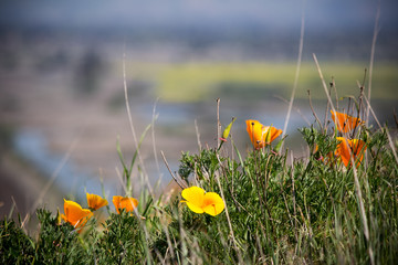 California poppies grow on a grassy hillside in spring along a wetland