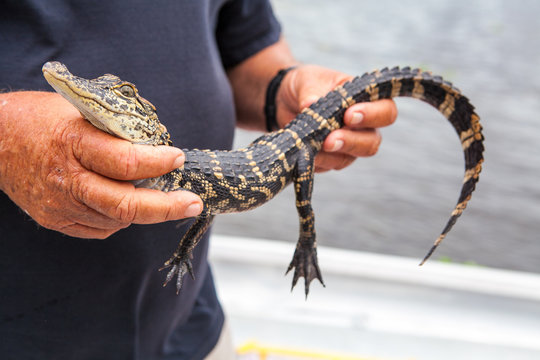 Baby alligator held by big hands in New Orleans bayou swamp