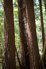 Obraz premium Redwood trees in a forest in the Santa Cruz mountains in California