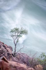 Photo sur Plexiglas Baobab Un arbre à côté des chutes d& 39 Epupa.