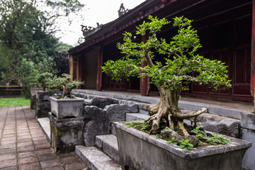 bonsai trees aligned in a row - selective focus on first one