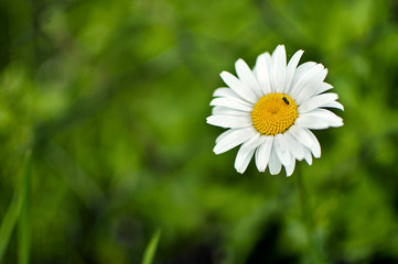 Fototapeta Piękne wiosenne kwitnące kwiaty obraz