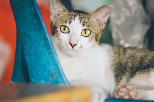 Cat Sitting On The Blue Plastic Chair