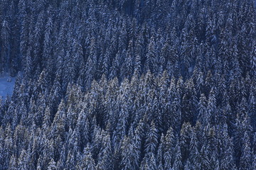 Winterlicher Wald bei Sonnenschein an einem steilen Hang