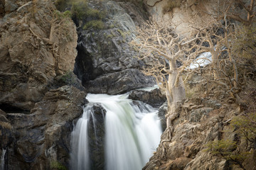 A tree besides the Epupa Falls.