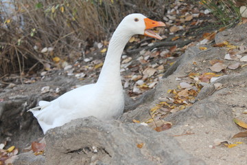 Pato Salvaje Granizdo