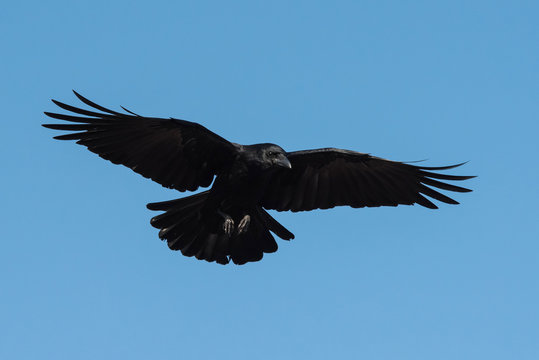 Carrion Crow, Crow, Corvus Corone