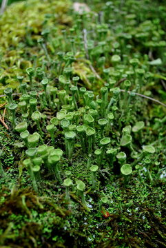 Chrobotek strzępiasty - Cladonia fimbriata