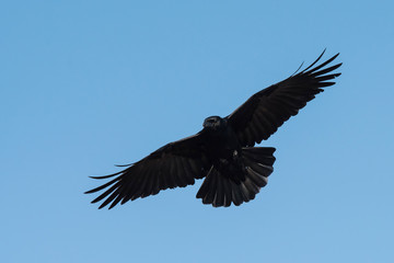 Carrion Crow, Crow, Corvus Corone