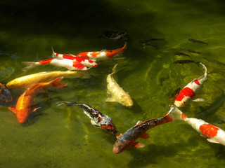 Koi in pond