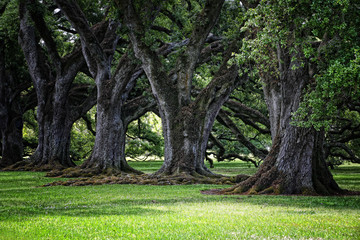 Old Oak alley, Louisiana  plantation