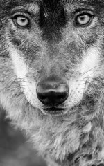 Male iberian wolf (Canis lupus signatus) portrait - 135513628