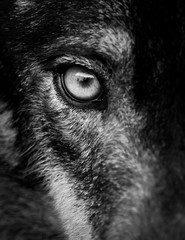Auge des iberischen Wolfes (Canis lupus signatus)