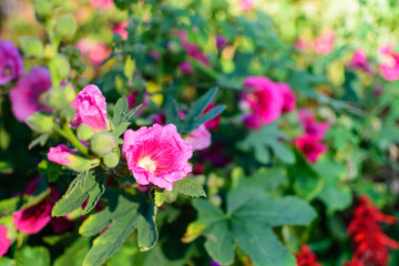 Pink Flower Selective Focus Blur Background