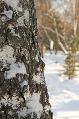 Winter birch tree trunk