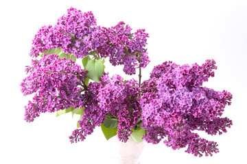 Closeup of purple lilac isolated on white background