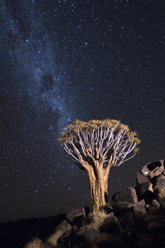 A tree on a rocky outcrop under the Milky Way