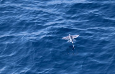 Flying Fish