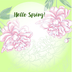Spring  background with white and pink peony