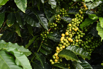 Coffee beans ripening on a tree.