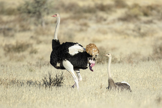 Ostrich pair mating