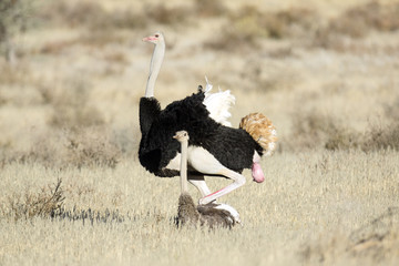 Ostrich pair mating