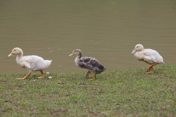 Three ducks walking on grass bank of a lake in the nature
