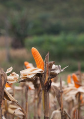 Corn on the field in time of harvest. Background of fresh corn in the nature.