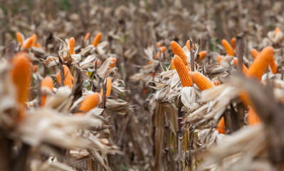 Corn on the field in time of harvest. Background of fresh corn in the nature. © mediavn