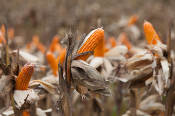 Corn on the field in time of harvest. Background of fresh corn in the nature. © mediavn